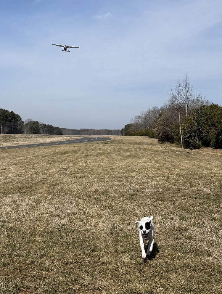 When the planes are faster than your zoomies! 🐶✈️ Get ready to master the skies with Race City Flight Operations.